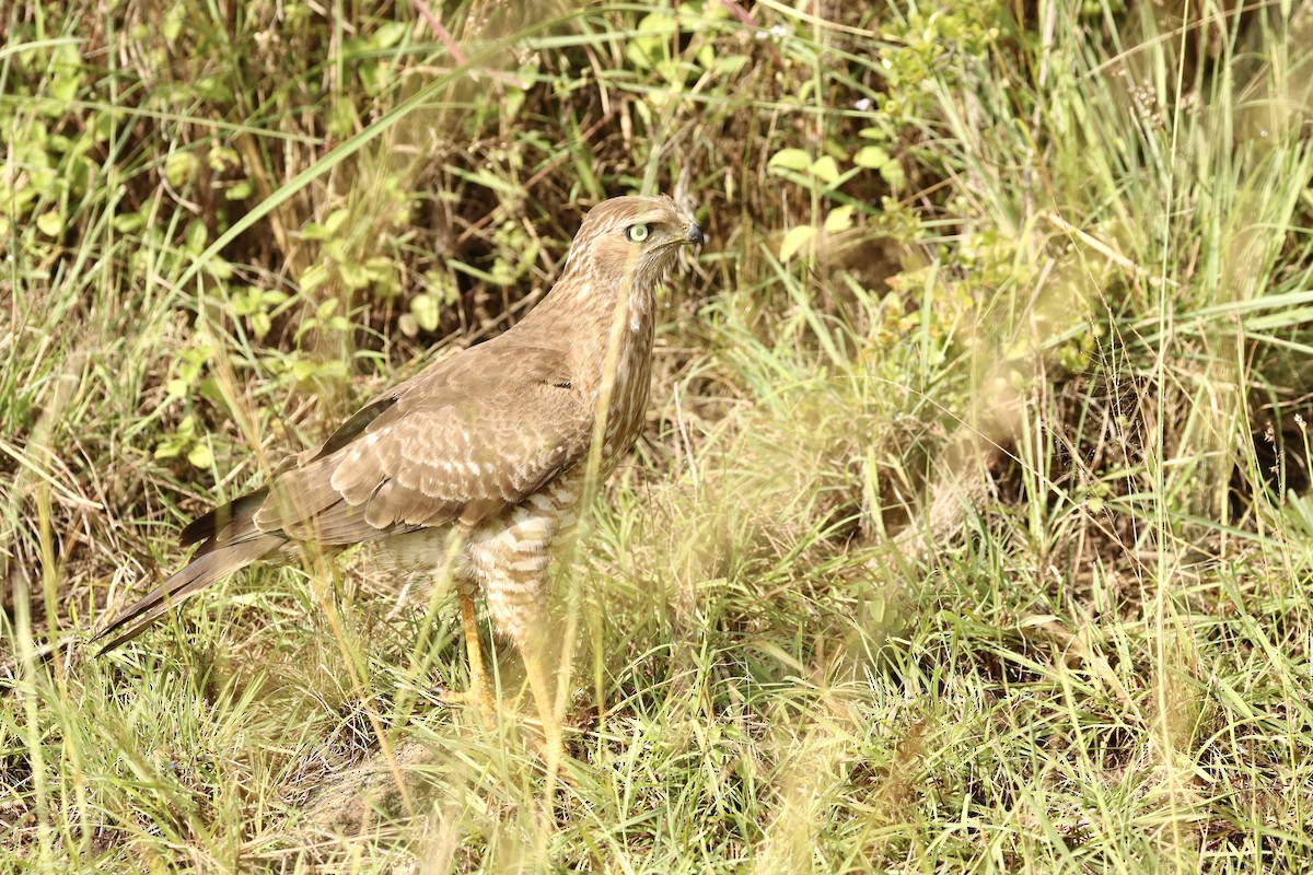 Eastern Chanting-Goshawk - ML643706853