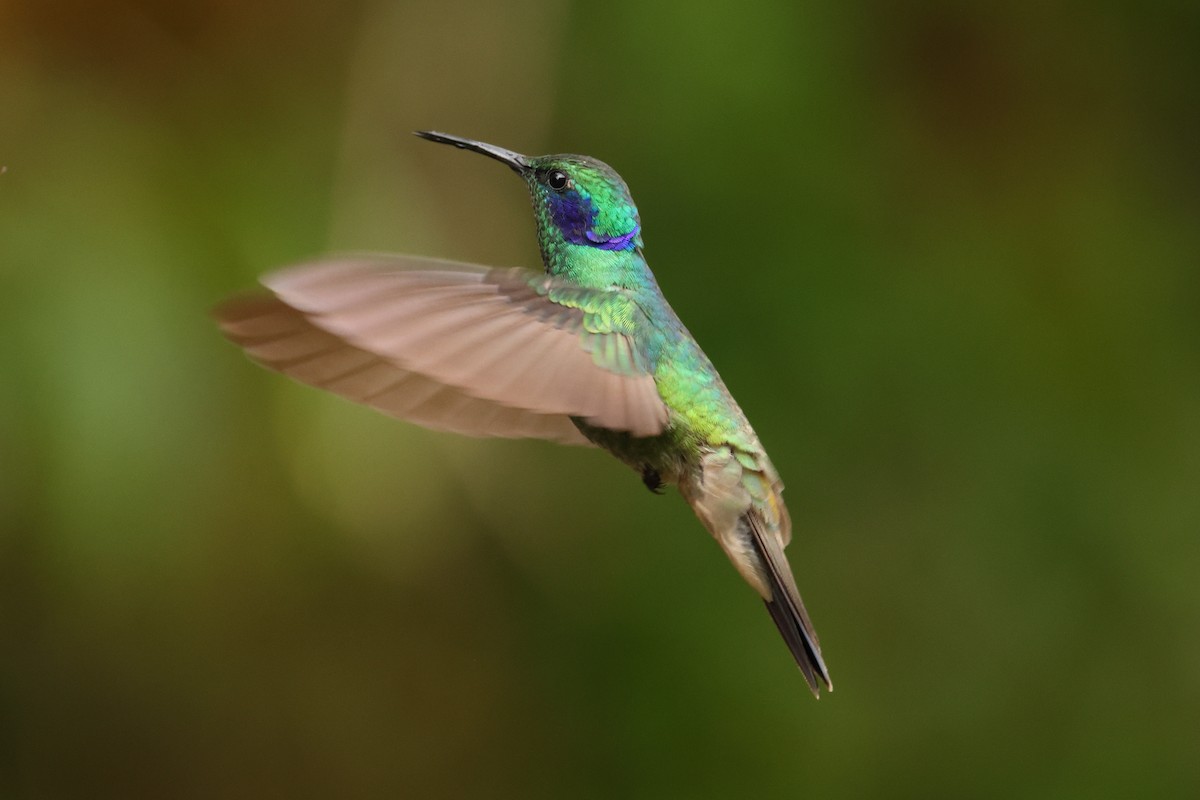 Lesser Violetear - ML643706856