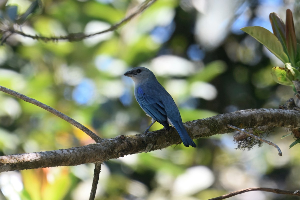 Azure-shouldered Tanager - ML643706859