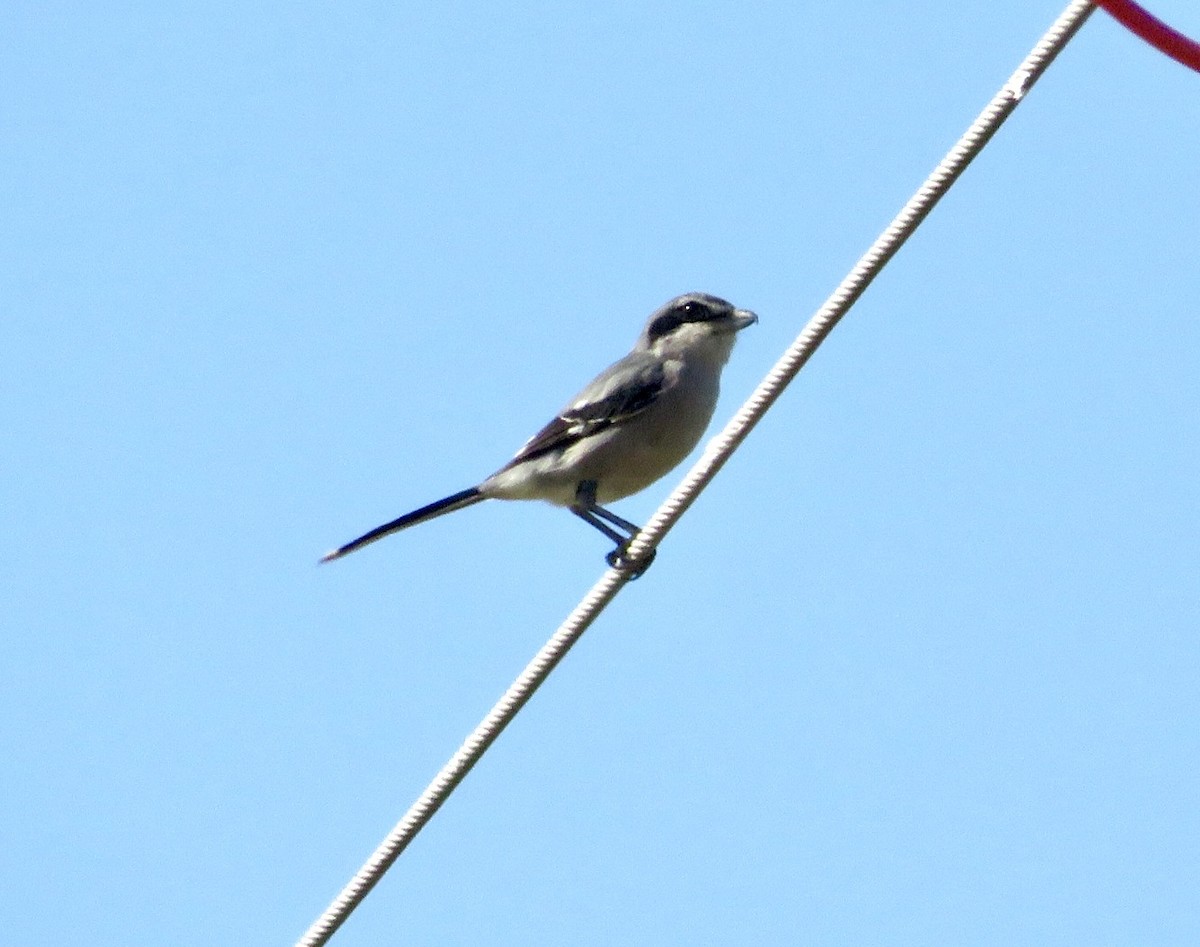 Pie-grièche méridionale - ML643706865