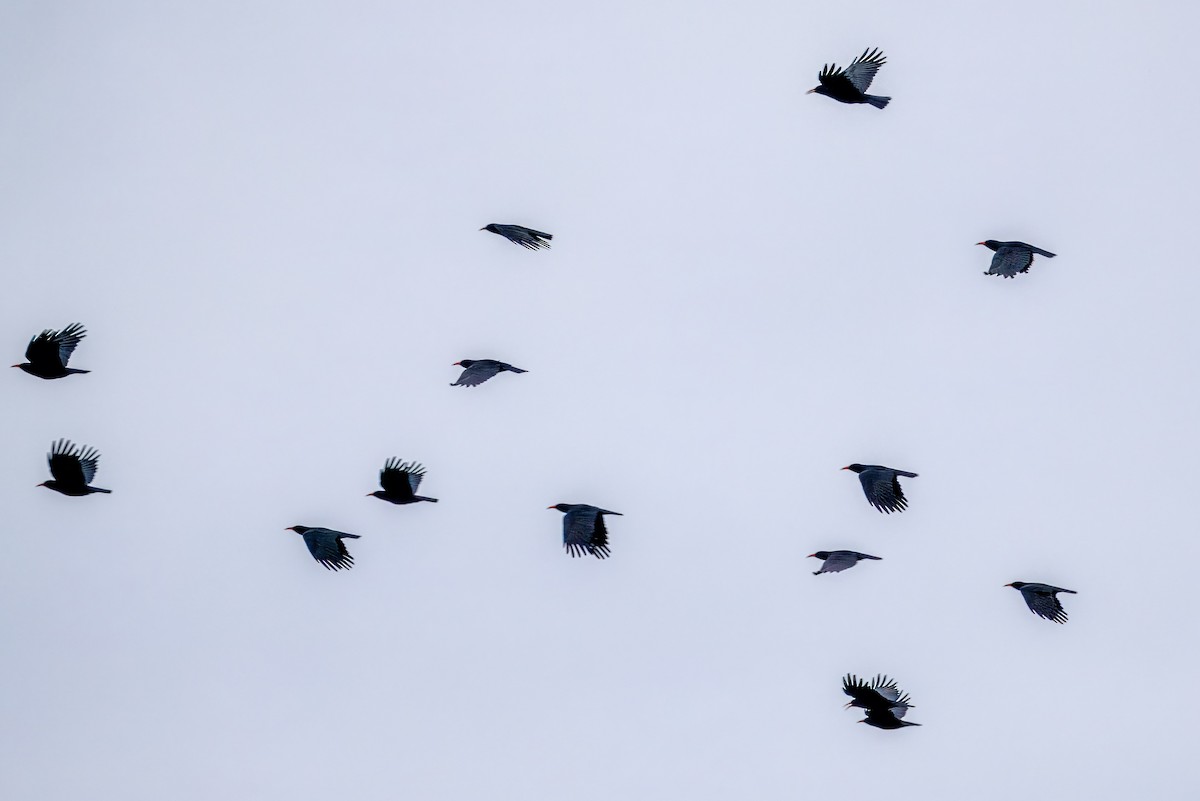 Red-billed Chough - ML643706867