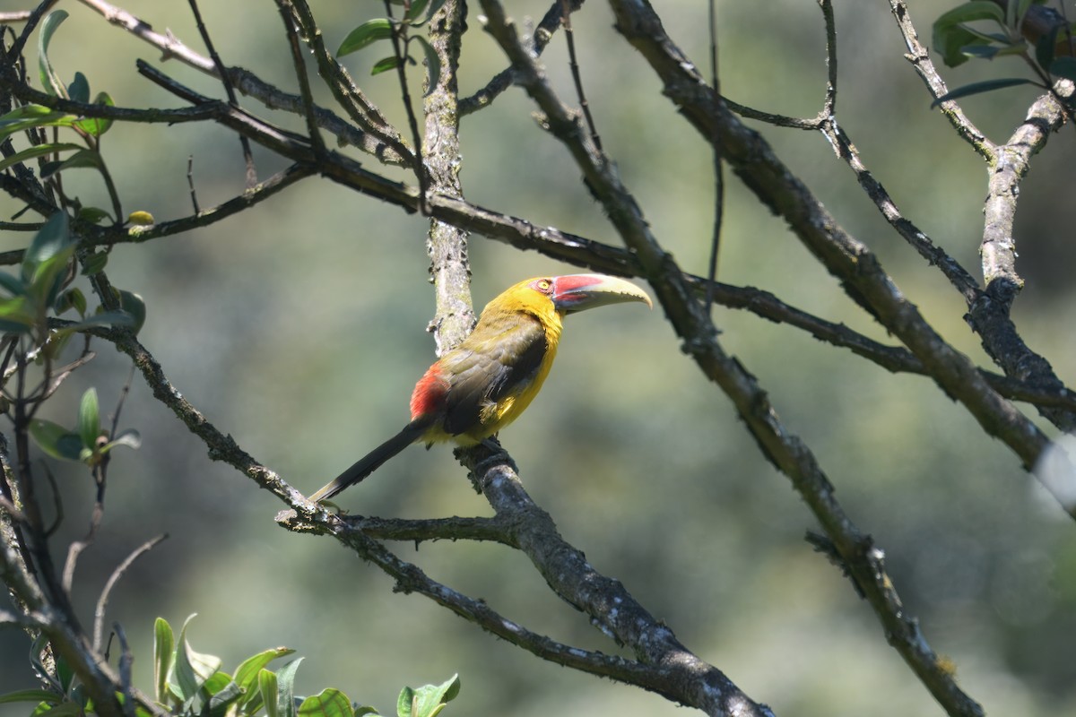 Saffron Toucanet - ML643706875