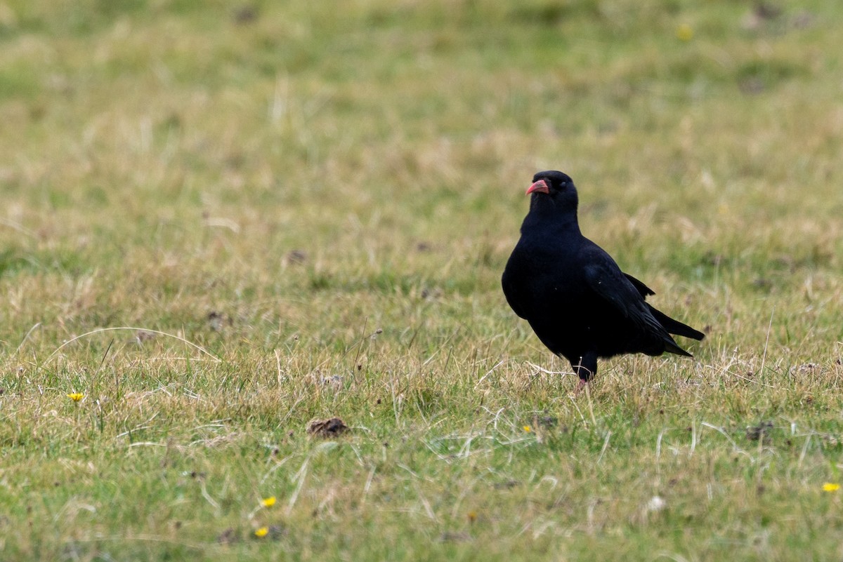 Red-billed Chough - ML643706888
