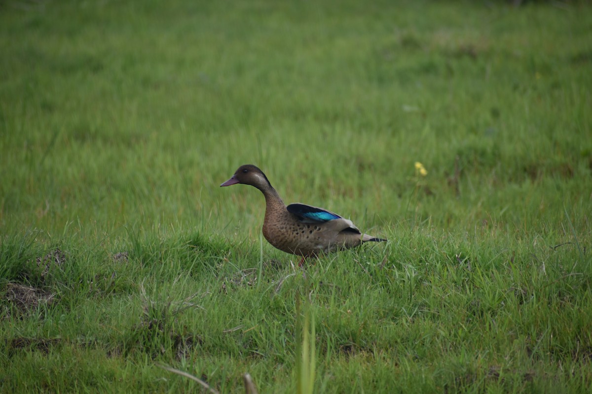 Brazilian Teal - ML643706889