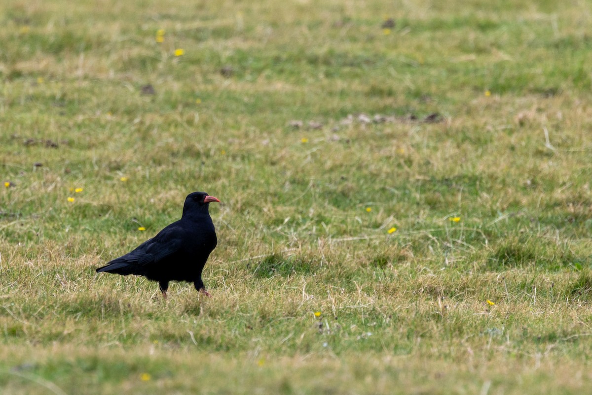 Red-billed Chough - ML643706890