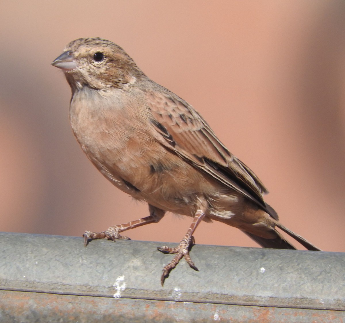Lark-like Bunting - ML643706927