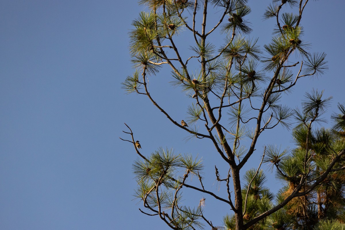 European Starling - ML643706940