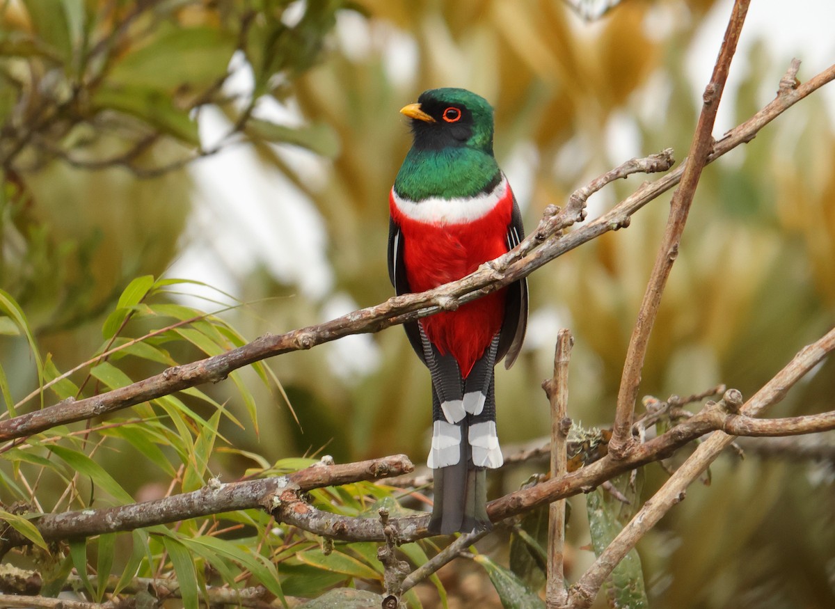 trogon škraboškový - ML643706958