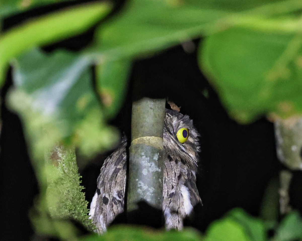 Common Potoo - ML643706982