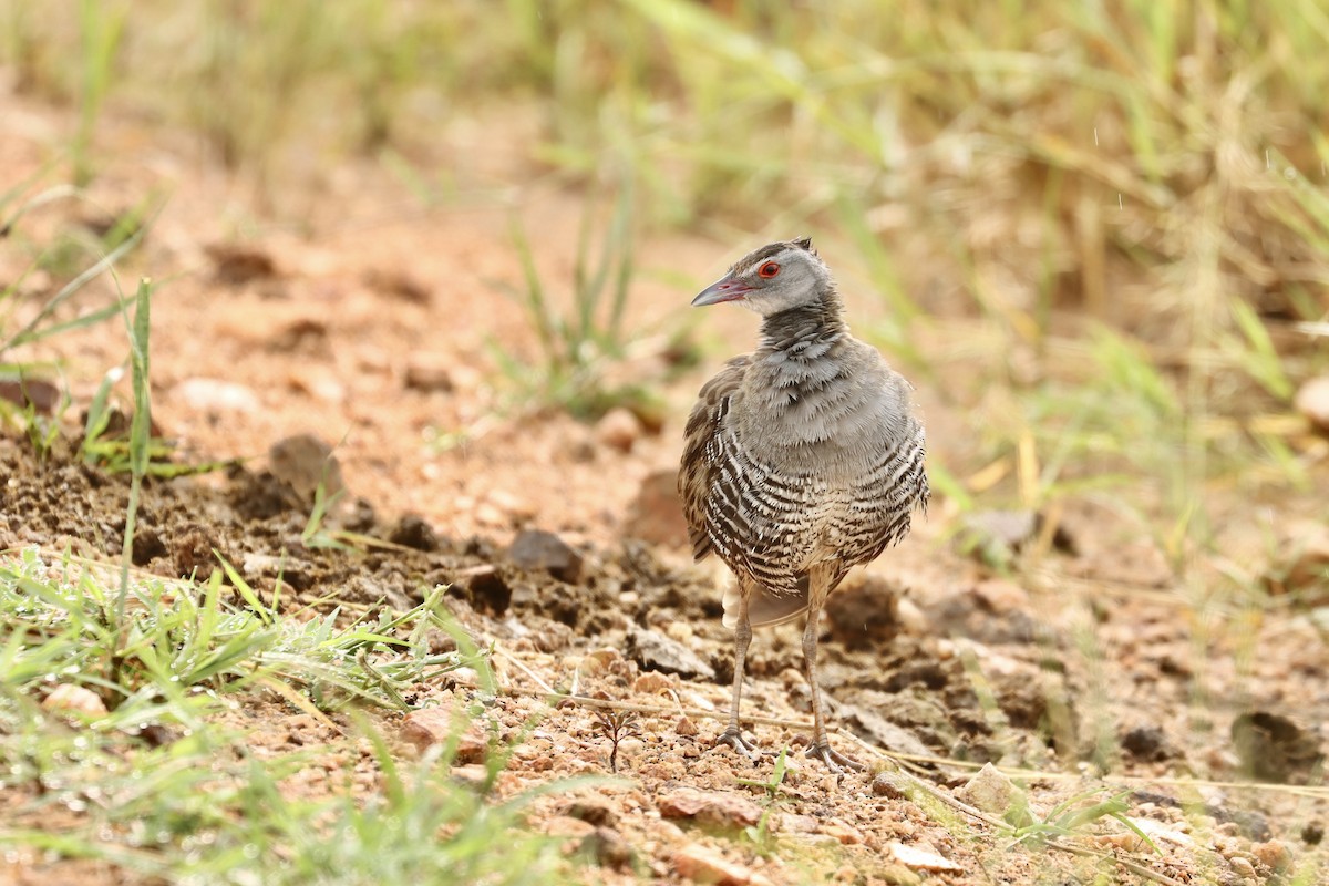 African Crake - ML643706991