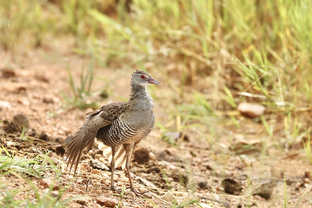 African Crake - ML643706992