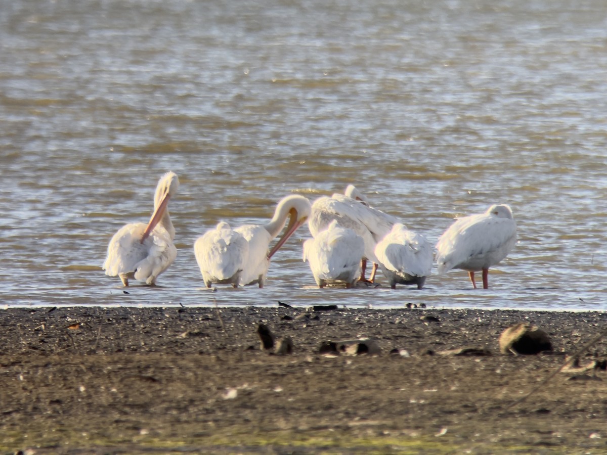 American White Pelican - ML643706997
