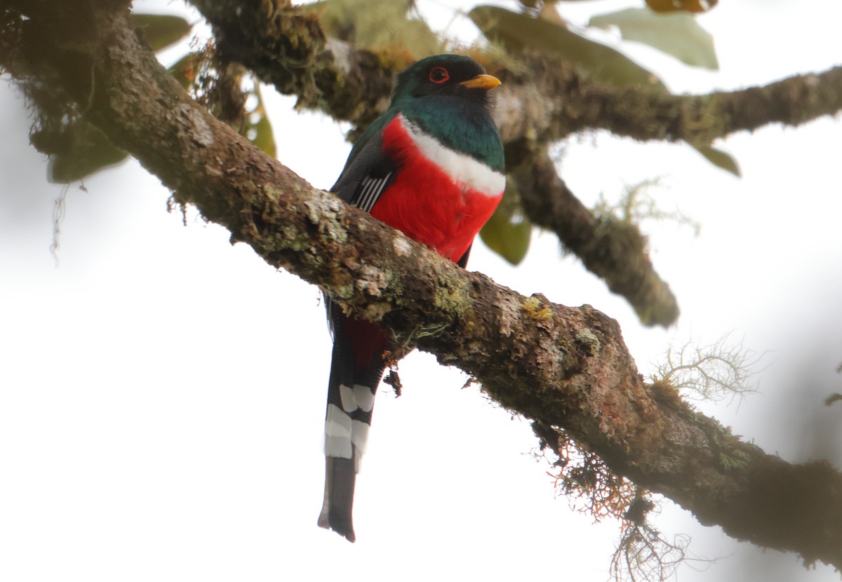 trogon škraboškový - ML643707002