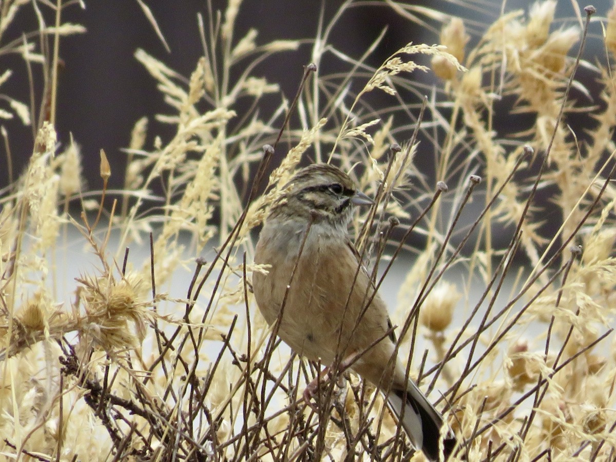 Rock Bunting - ML643707009