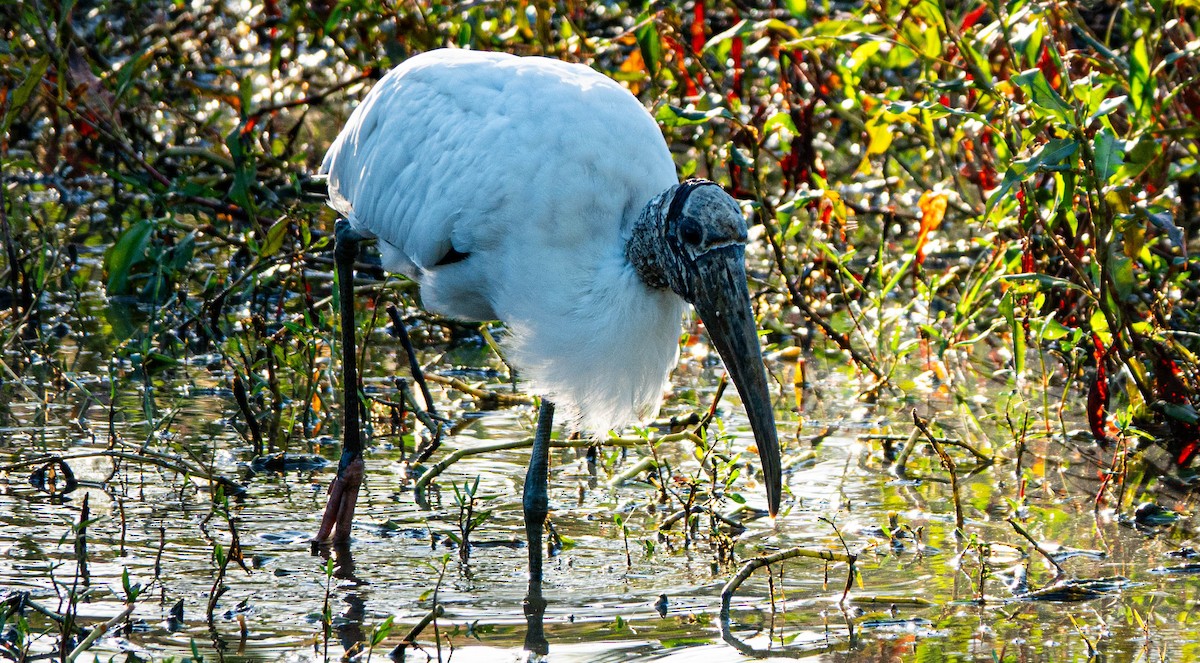 amerikastork - ML643707012