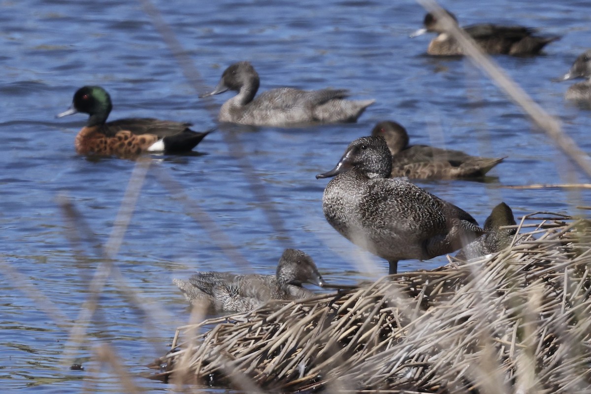 Freckled Duck - ML643707013
