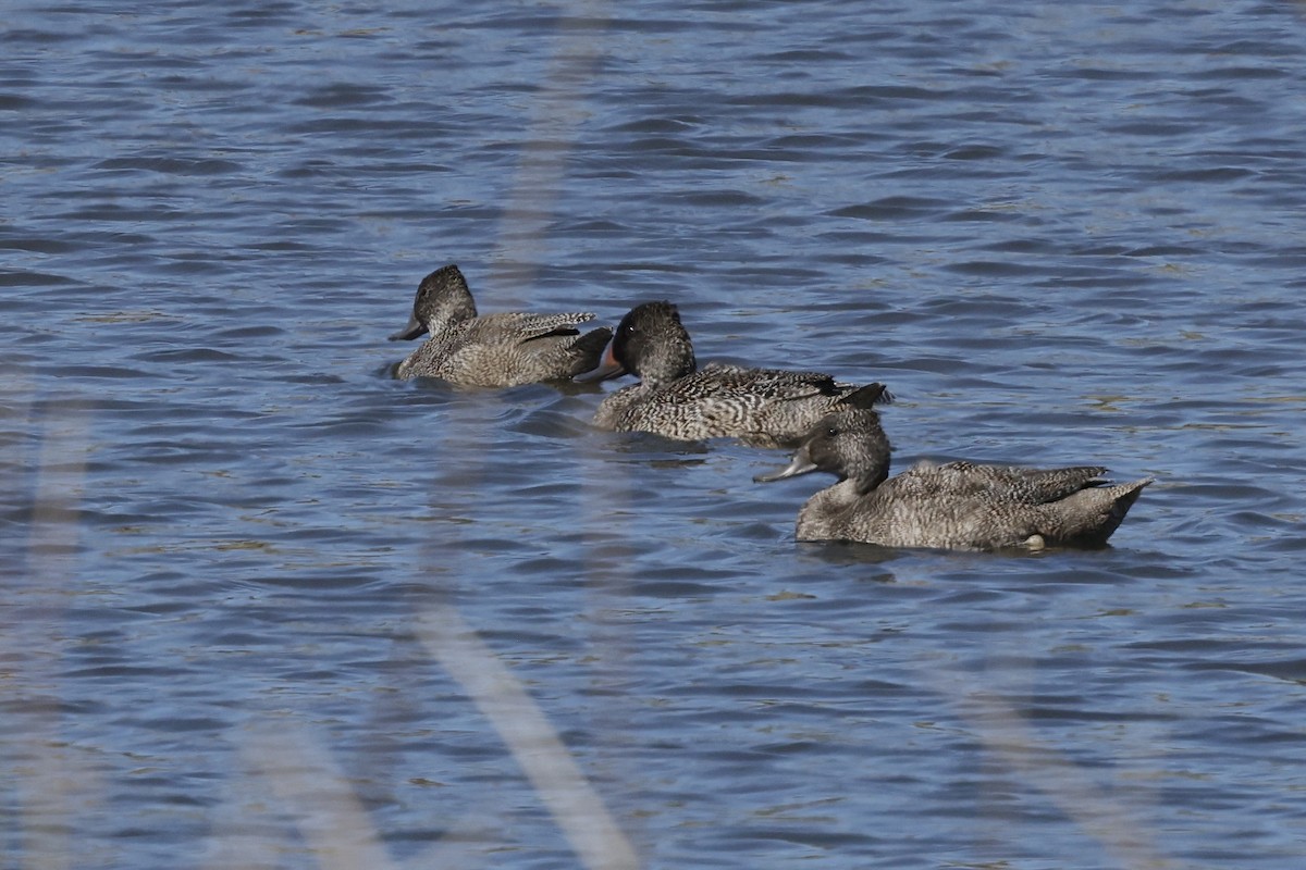 Freckled Duck - ML643707014