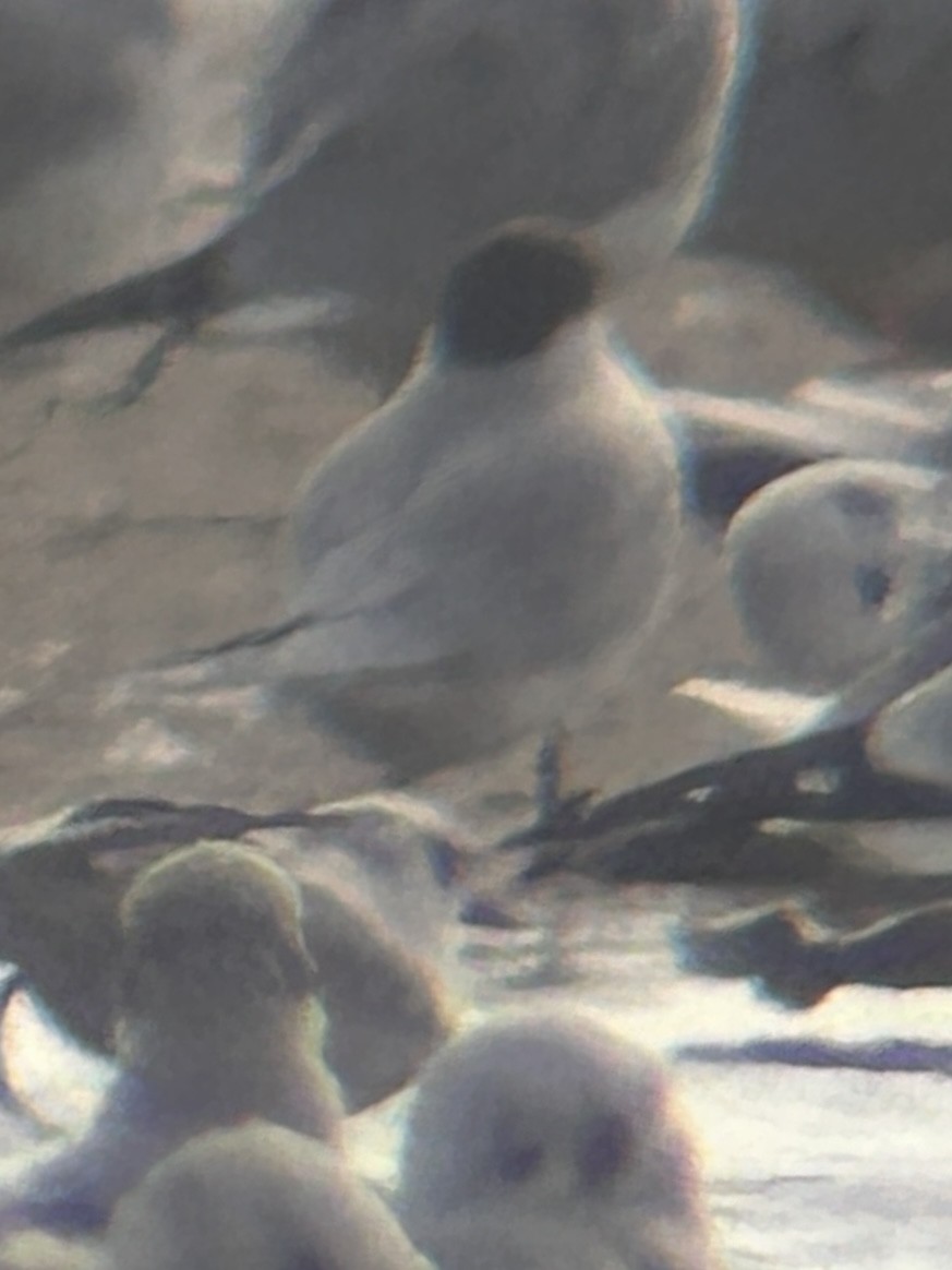 tern sp. - Robert Irwin