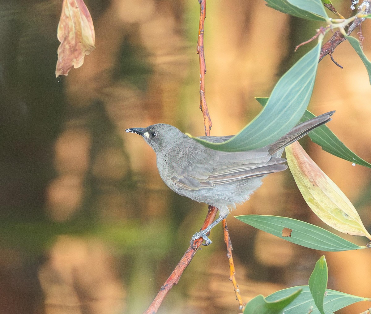 クチシロミツスイ - ML643707050