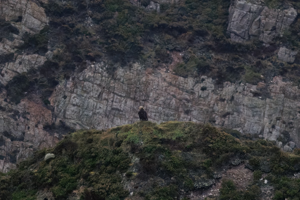 Golden Eagle - ML643707053