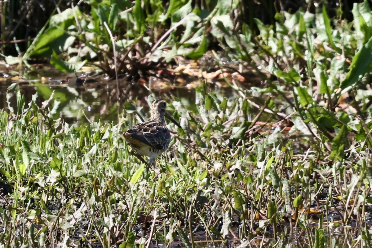 Latham's Snipe - ML643707058