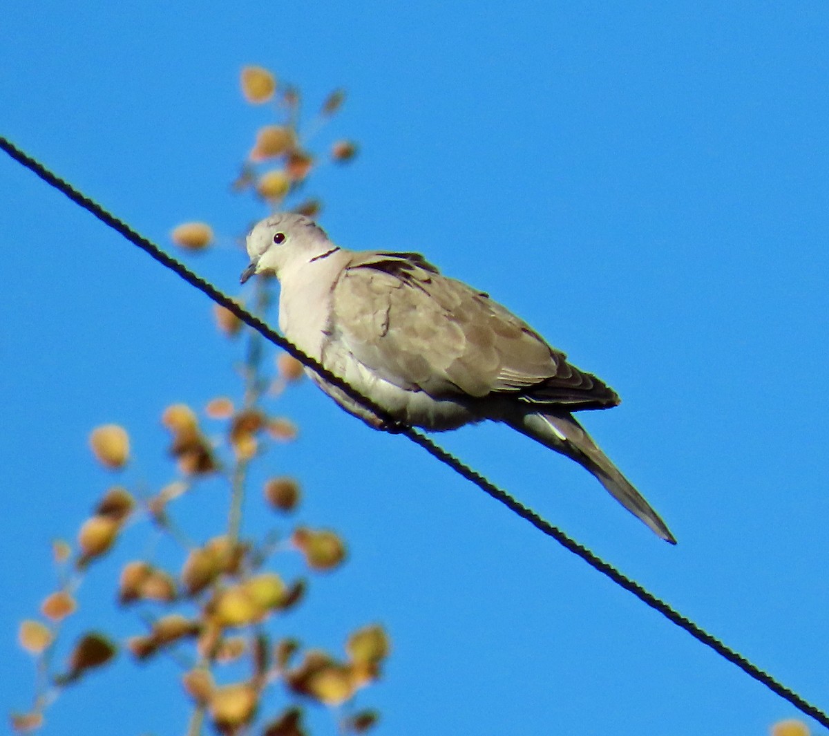 Eurasian Collared-Dove - ML643707077