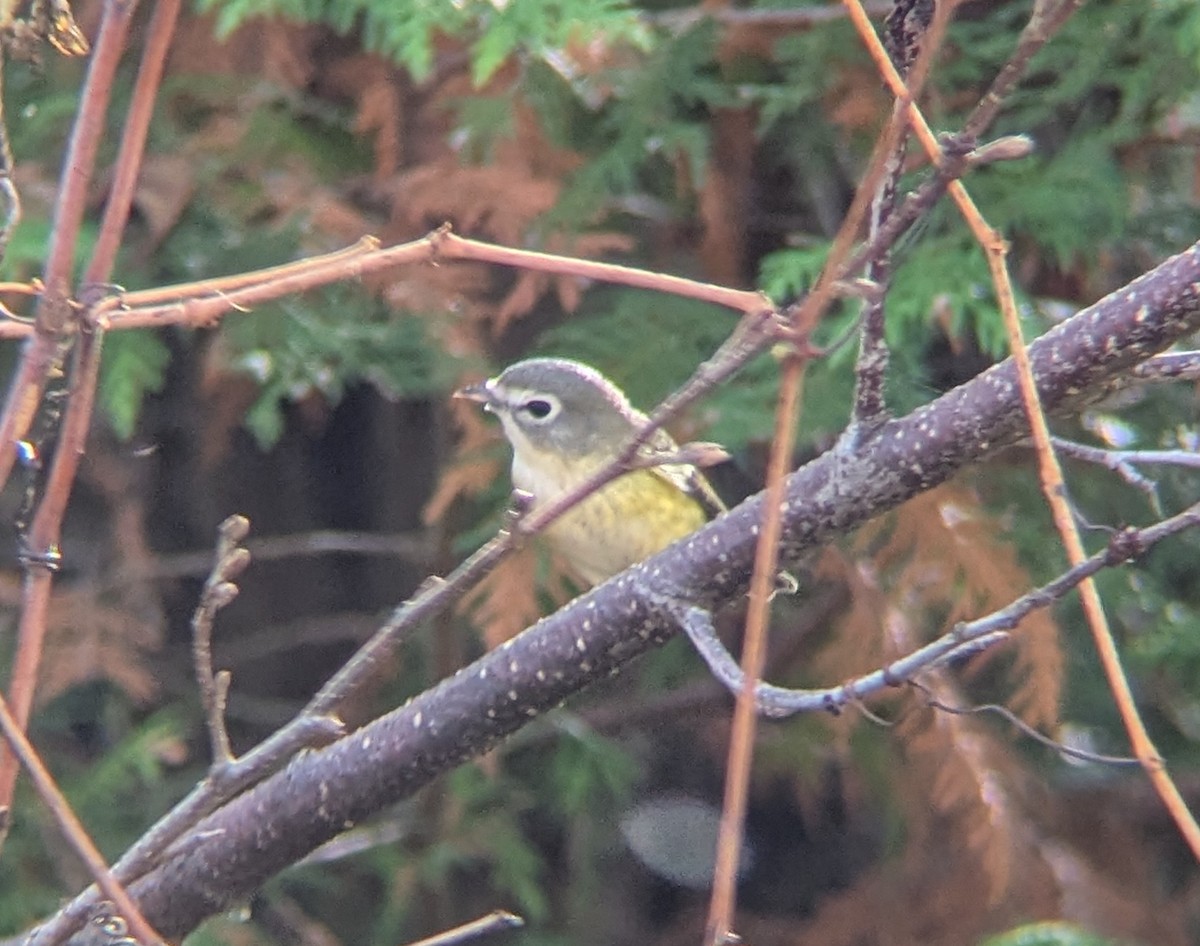 zelenáček brýlový - ML643707080