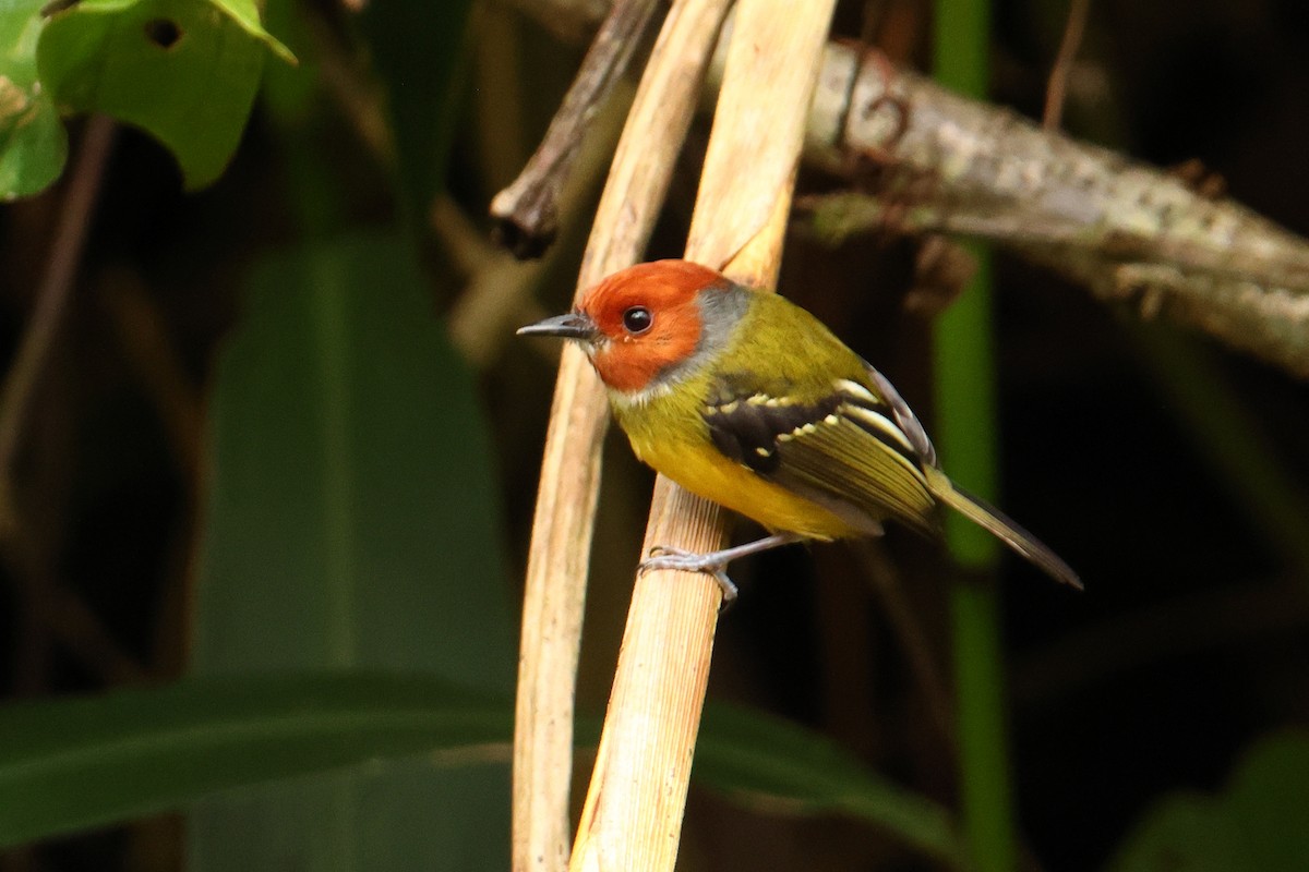 Johnson's Tody-Flycatcher - ML643707095