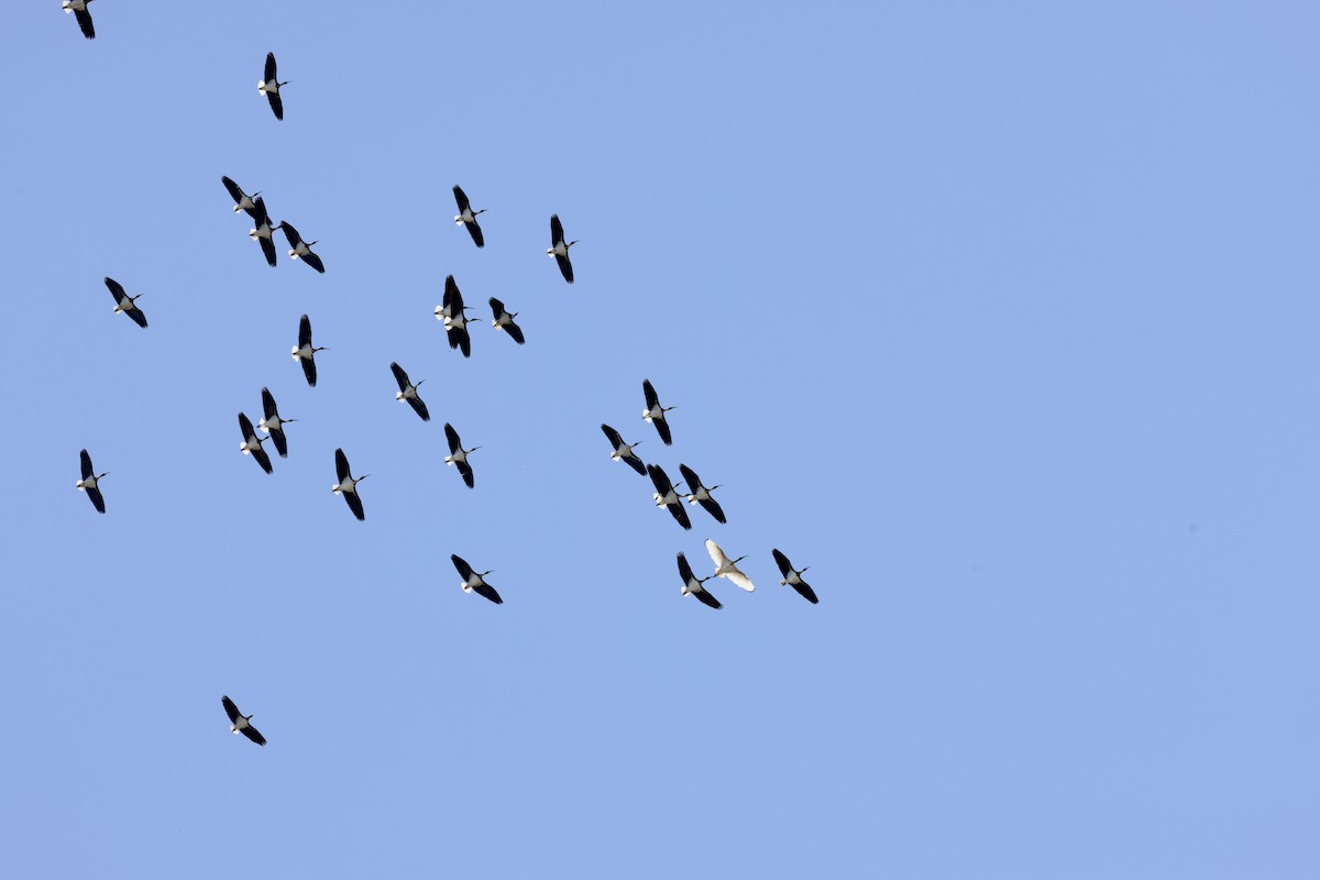 Straw-necked Ibis - ML643707098