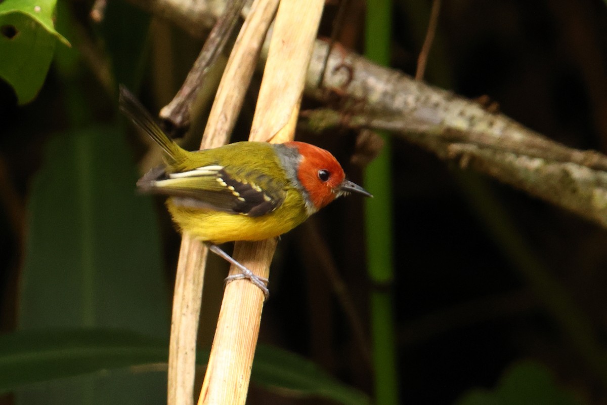 Johnson's Tody-Flycatcher - ML643707114