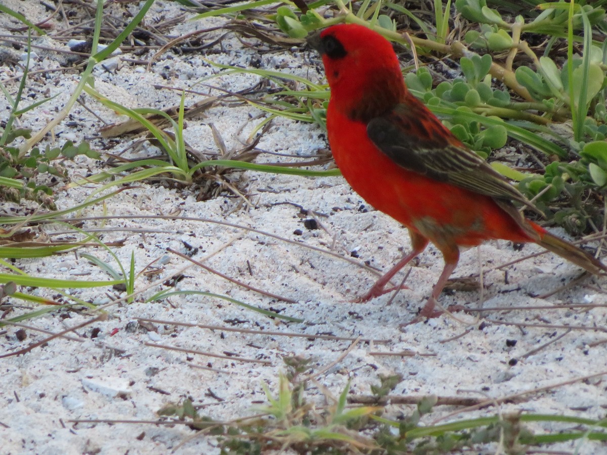 Red Fody - ML643707118