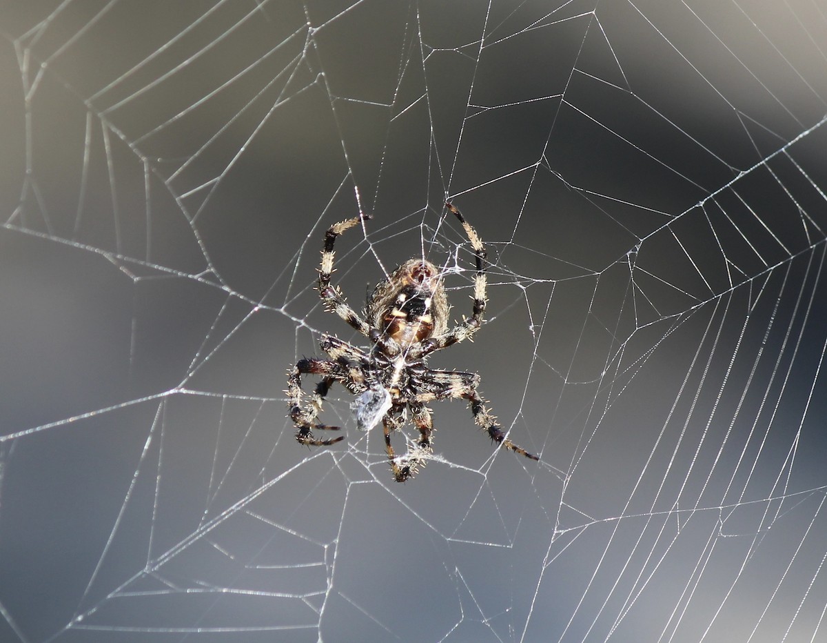 Animals - ML643707121