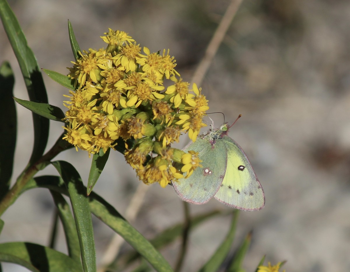 Animals - ML643707122