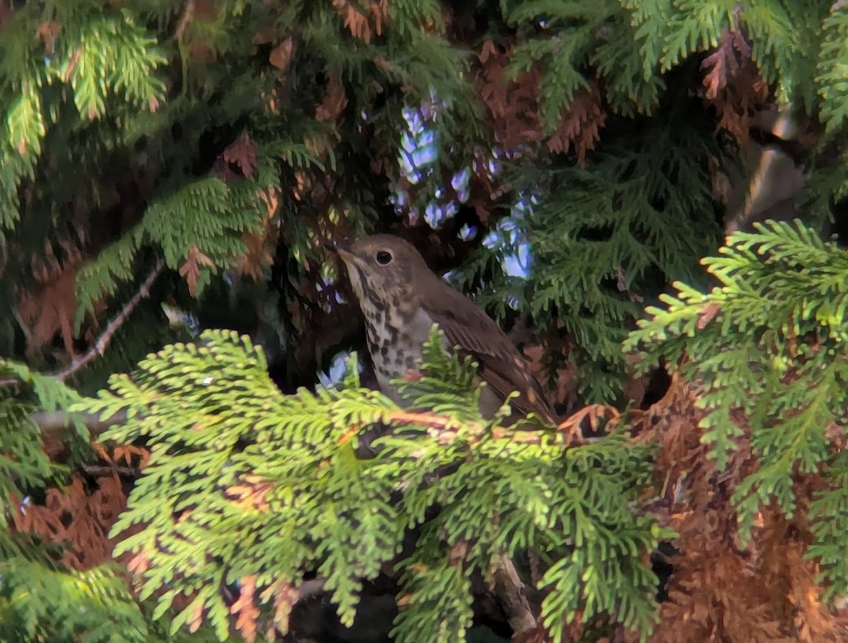 drozd rezavoocasý - ML643707125