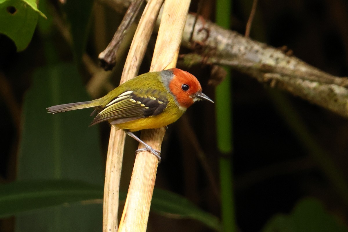 Johnson's Tody-Flycatcher - ML643707137