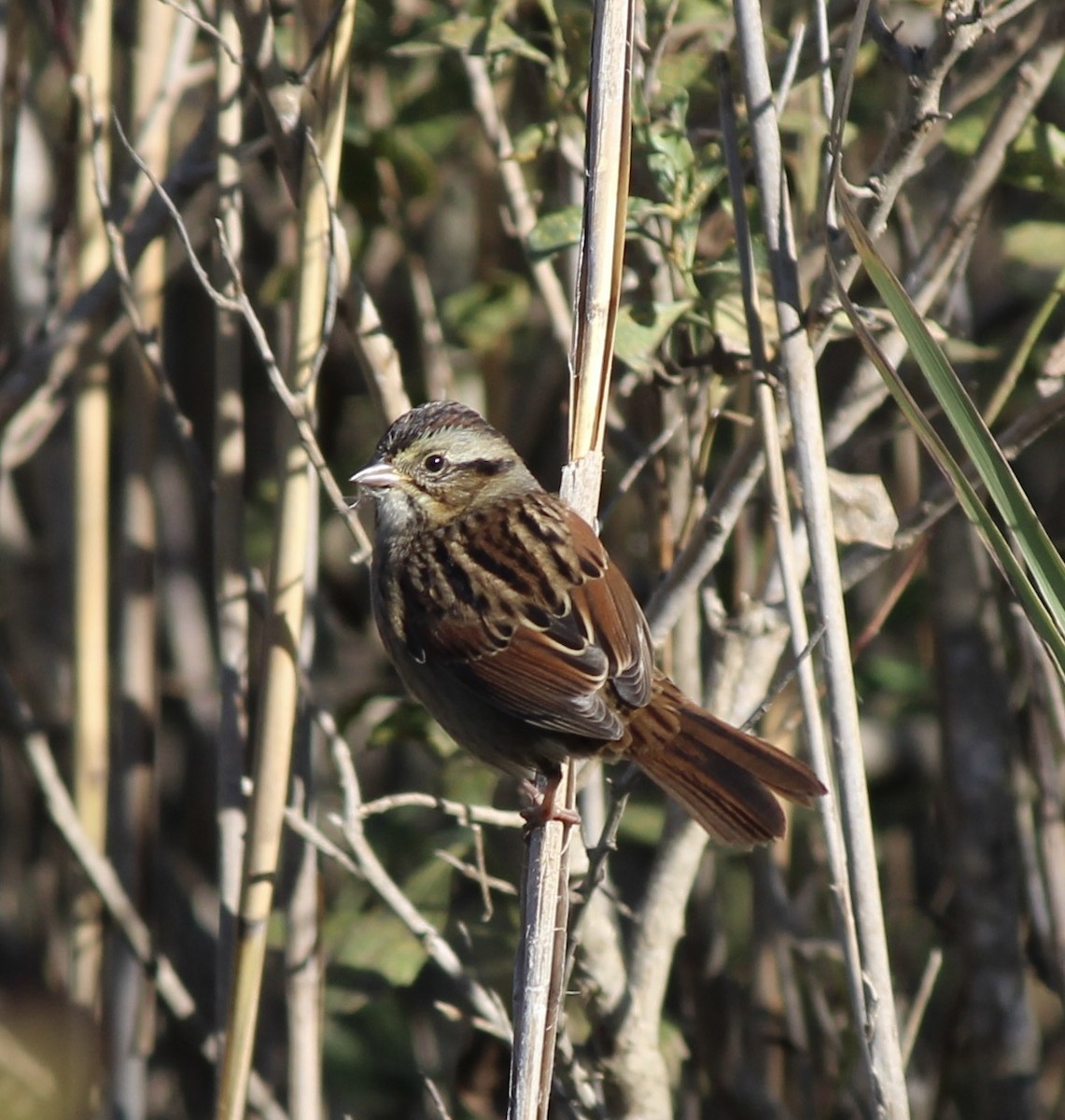 Swamp Sparrow - ML643707138