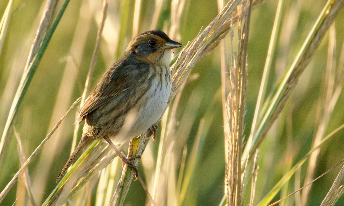 Saltmarsh Sparrow - ML643707146