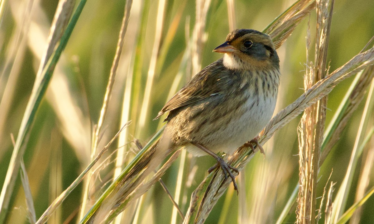 Saltmarsh Sparrow - ML643707147