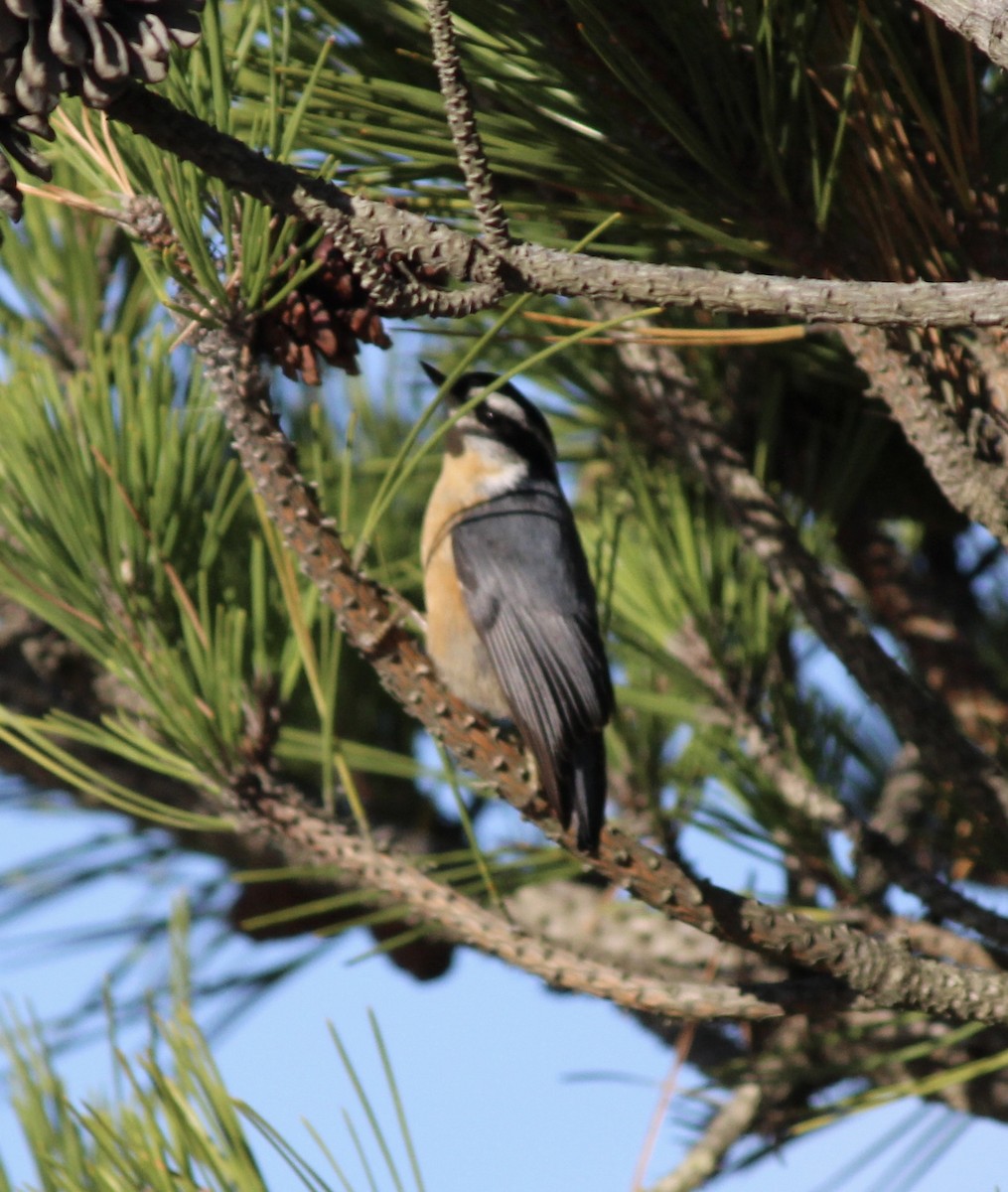 Red-breasted Nuthatch - ML643707154