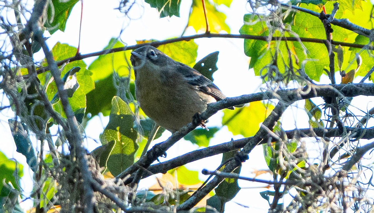 Blue-gray Gnatcatcher - ML643707161