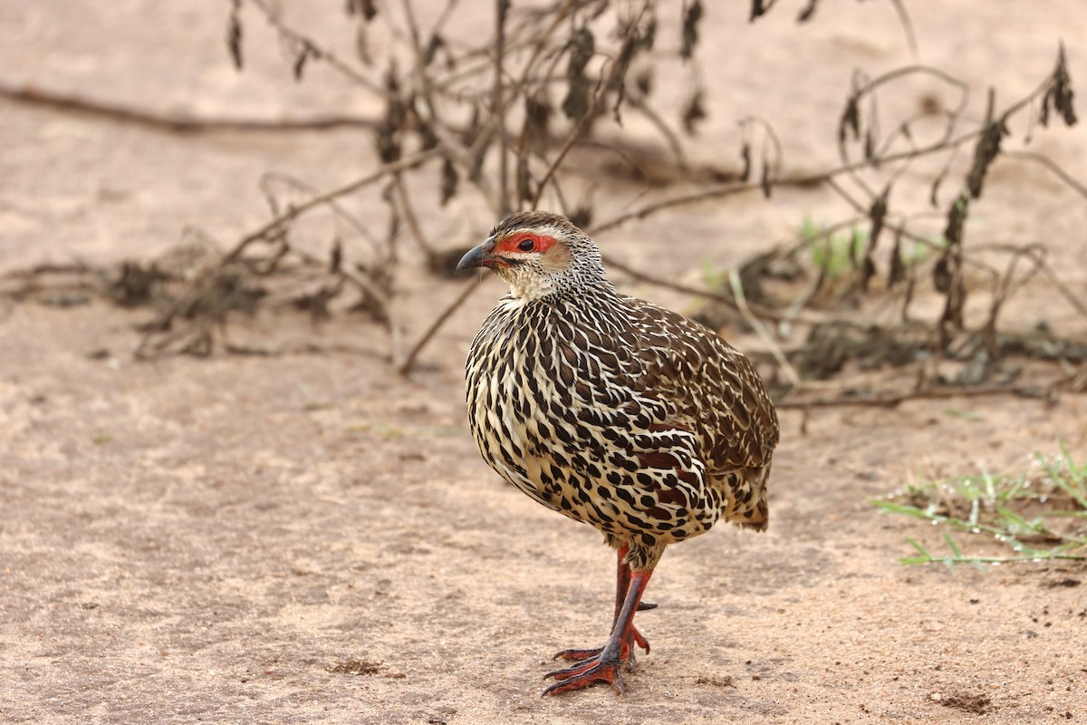 Clapperton's Spurfowl - ML643707163