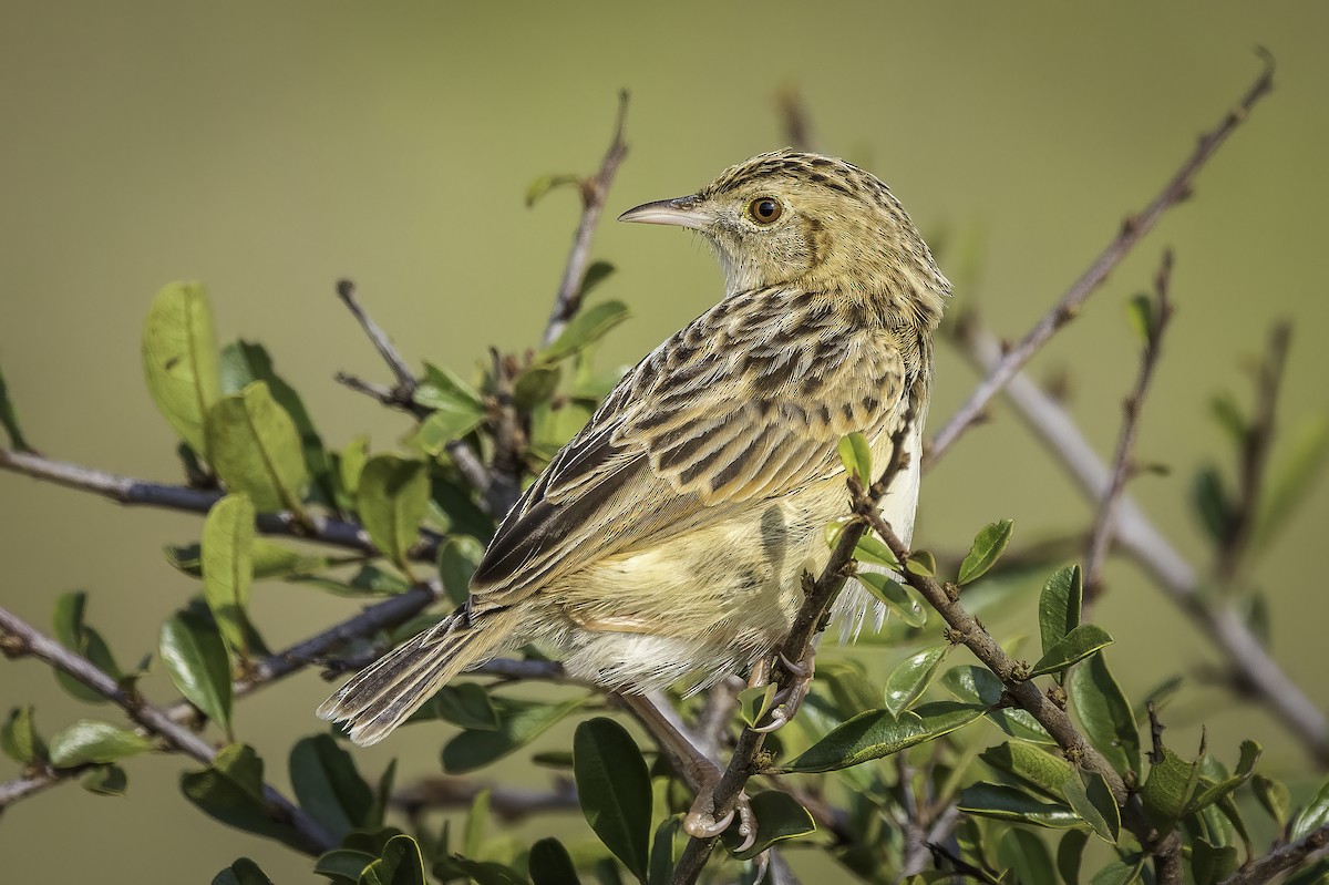 Pectoral-patch Cisticola - ML643707164