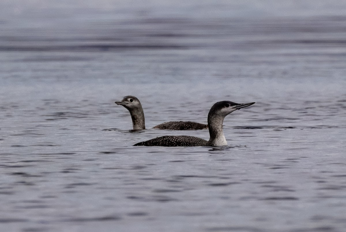 Red-throated Loon - ML643707166