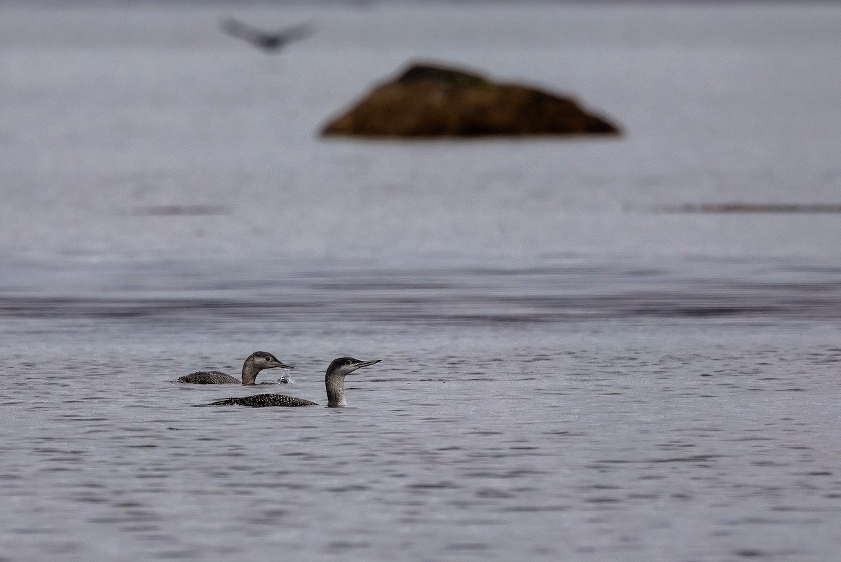 Red-throated Loon - ML643707167