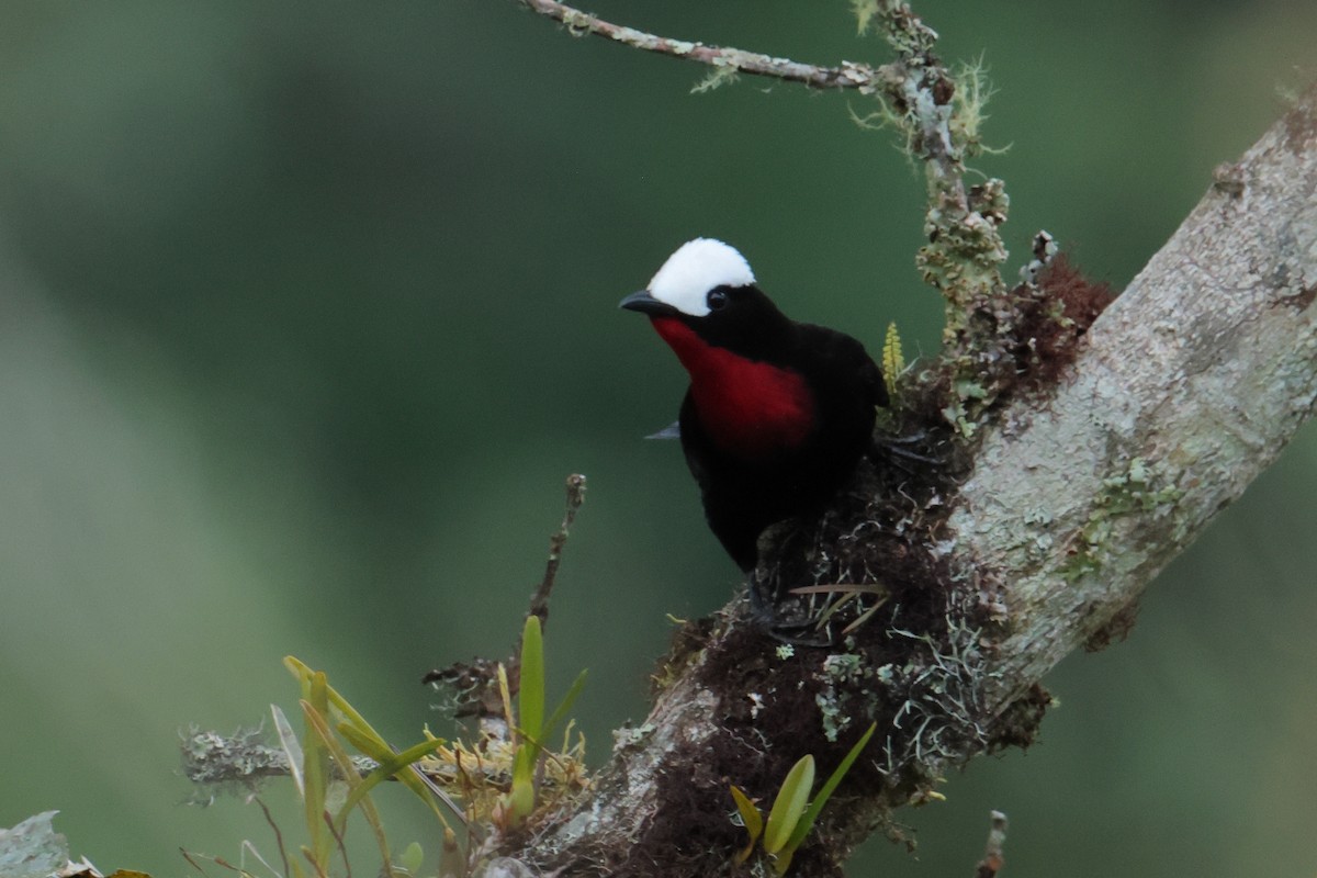 White-capped Tanager - ML643707189