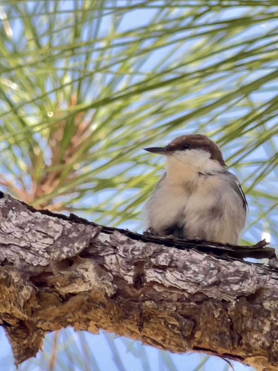 Brown-headed Nuthatch - ML643707216