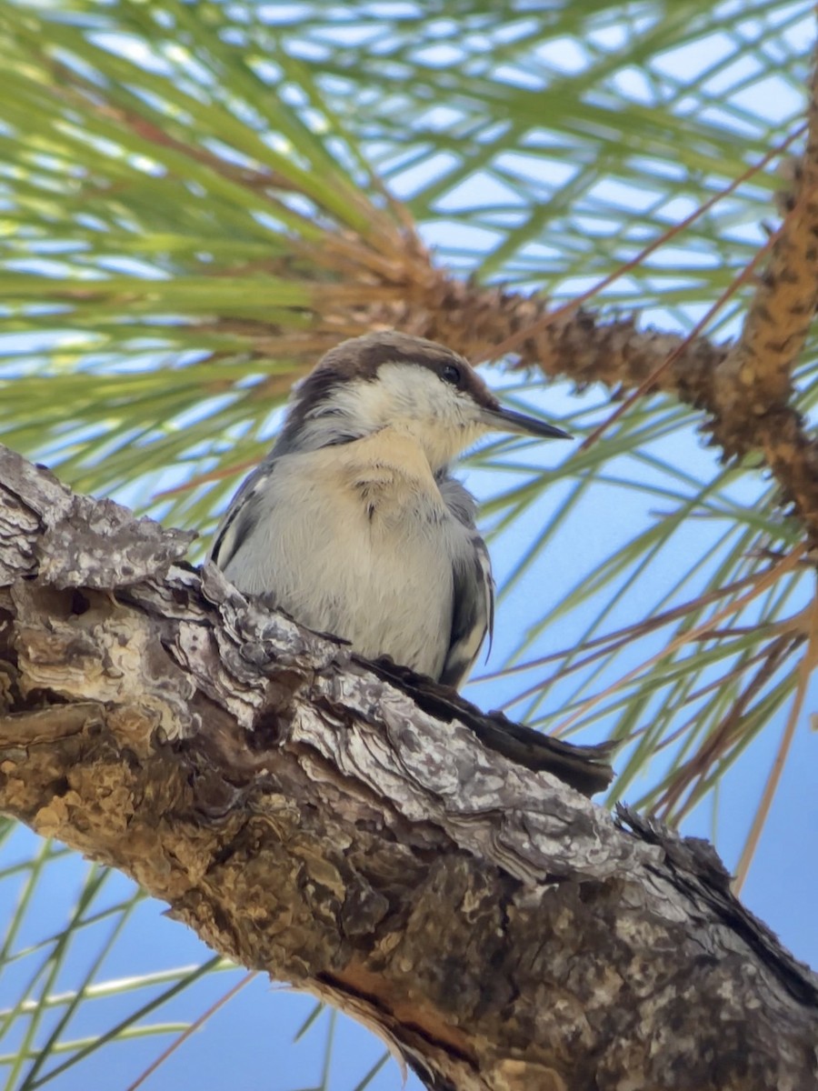 Brown-headed Nuthatch - ML643707217