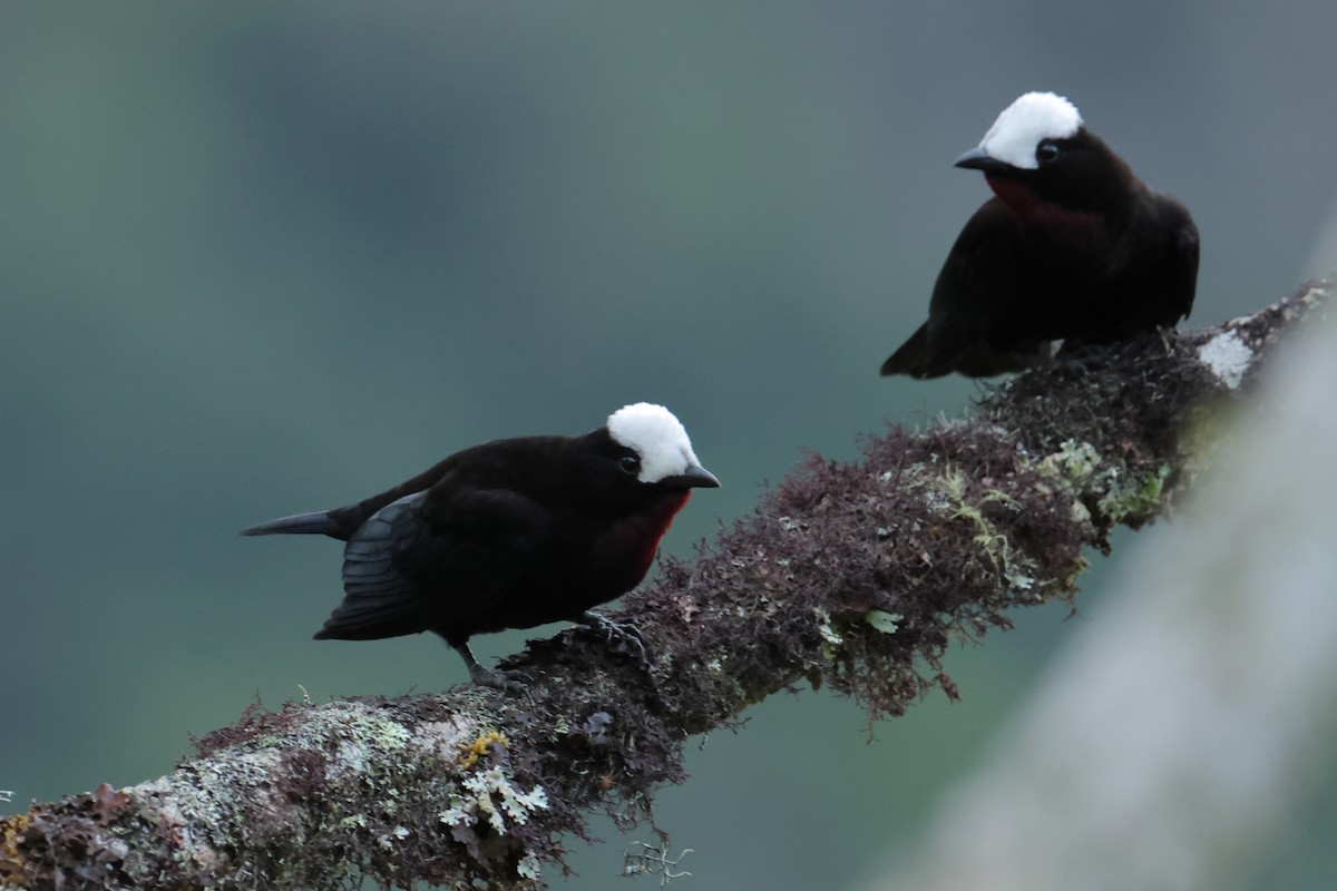 White-capped Tanager - ML643707233