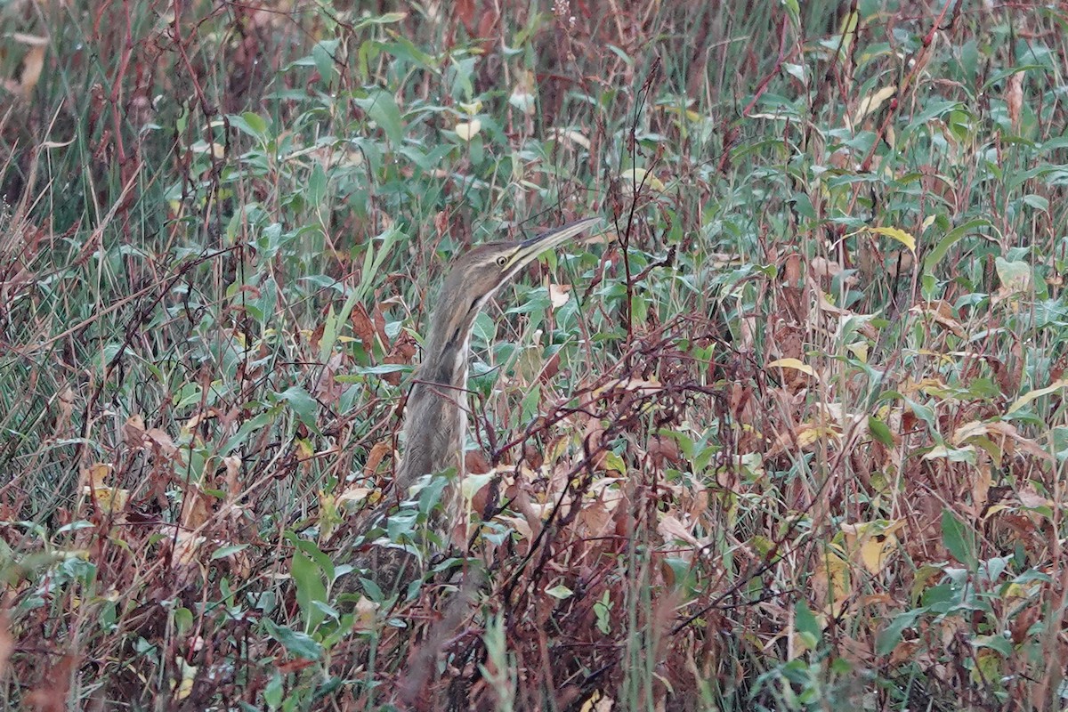 American Bittern - ML643707238