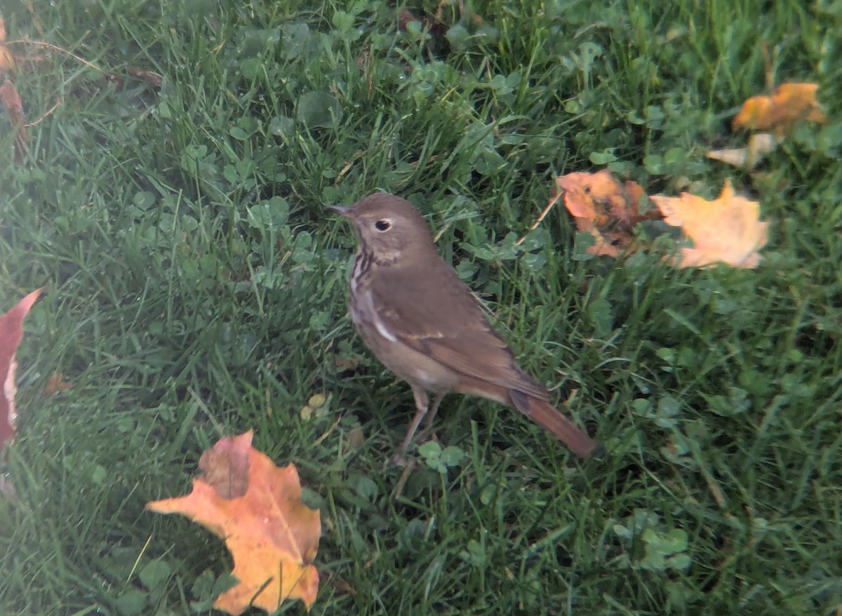 drozd rezavoocasý - ML643707240